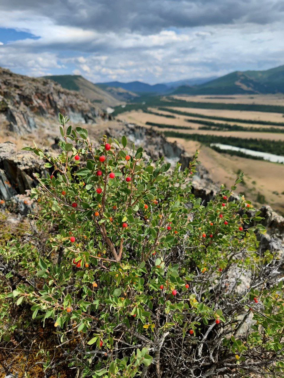 🏞 Неизведанный Алтай. Лето

И это тот самый компромисс - сделать тур на Алтай в разгар сезона и не 