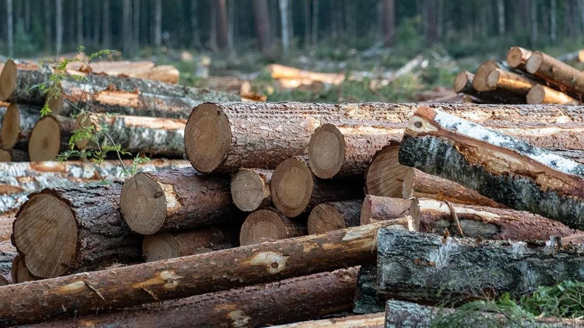 🌲В марте 2025 года сотрудниками лесной охраны Печорского лесничества в ходе очередного...