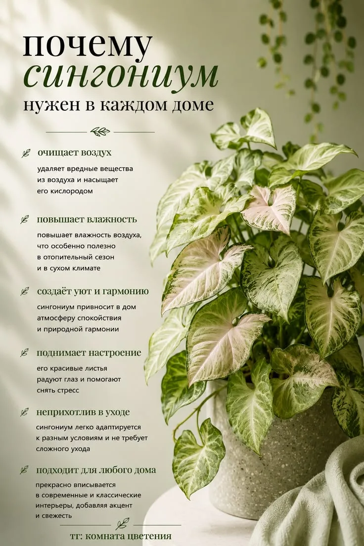 Почему сингониум нужен в каждом доме 👍