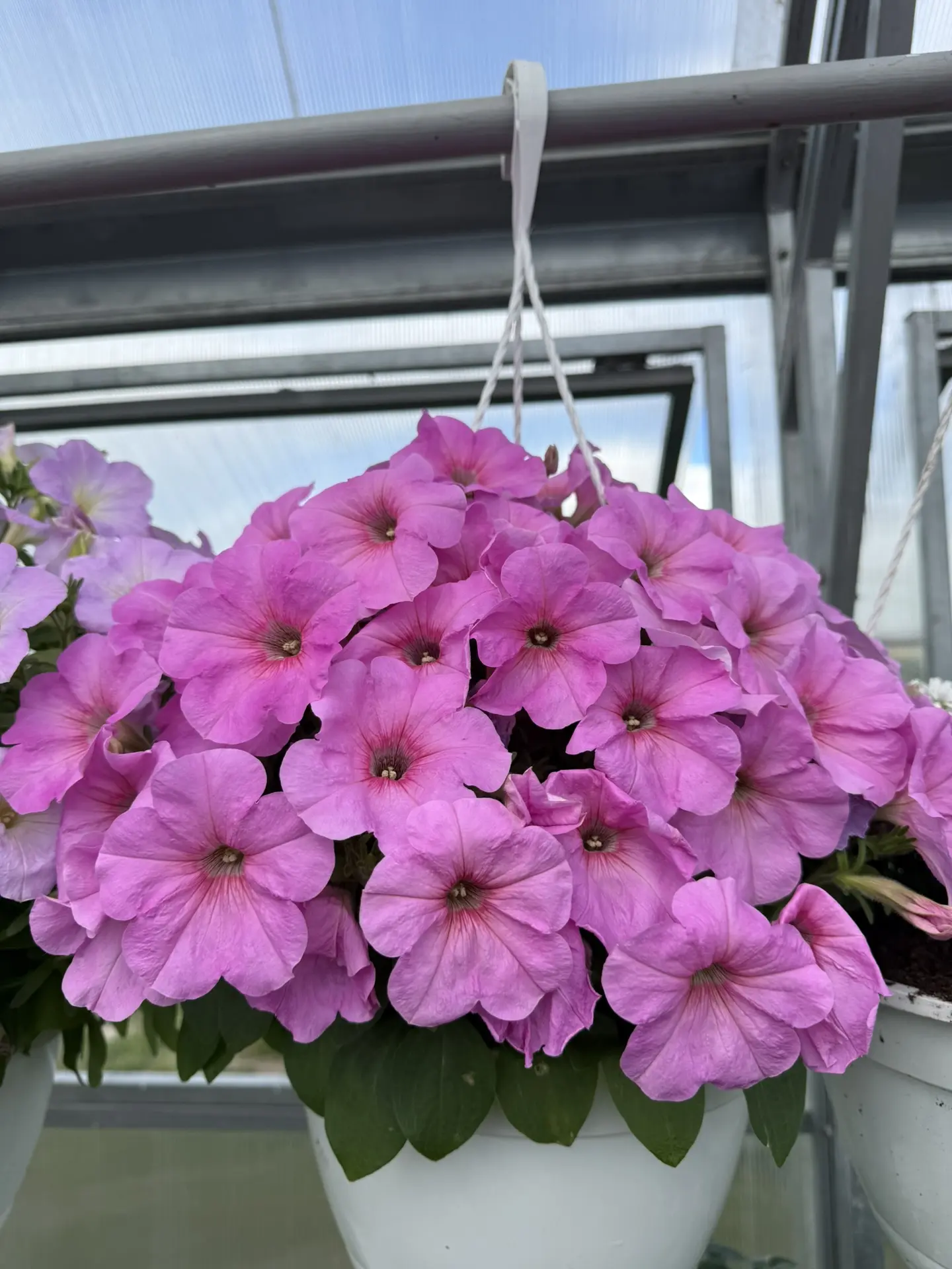 Наснимала красоты в теплице 😍 Глаз радуется 😍🩷 Что вам больше всего понравилось на фото?