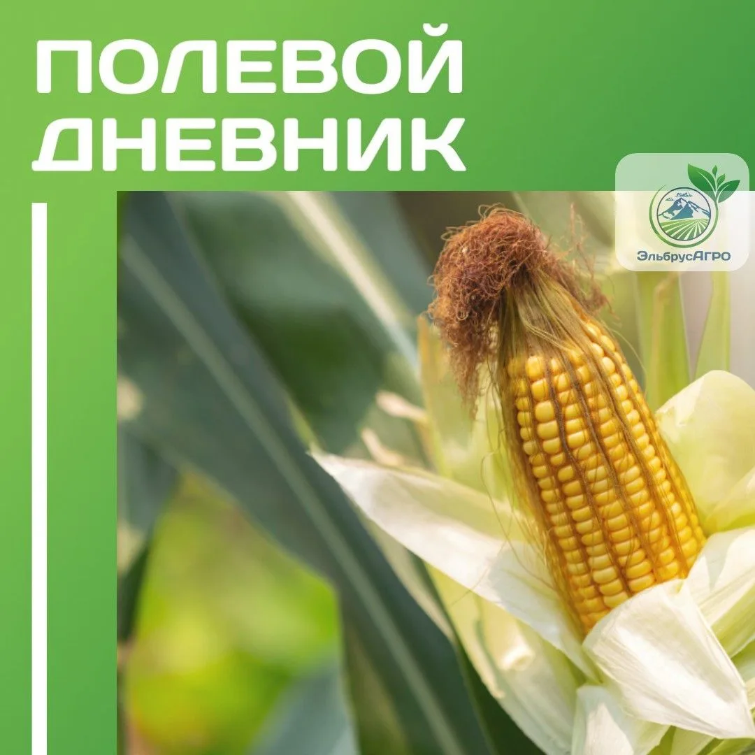 🌱 Высокая урожайность начинается не с удобрений, а с почвы.