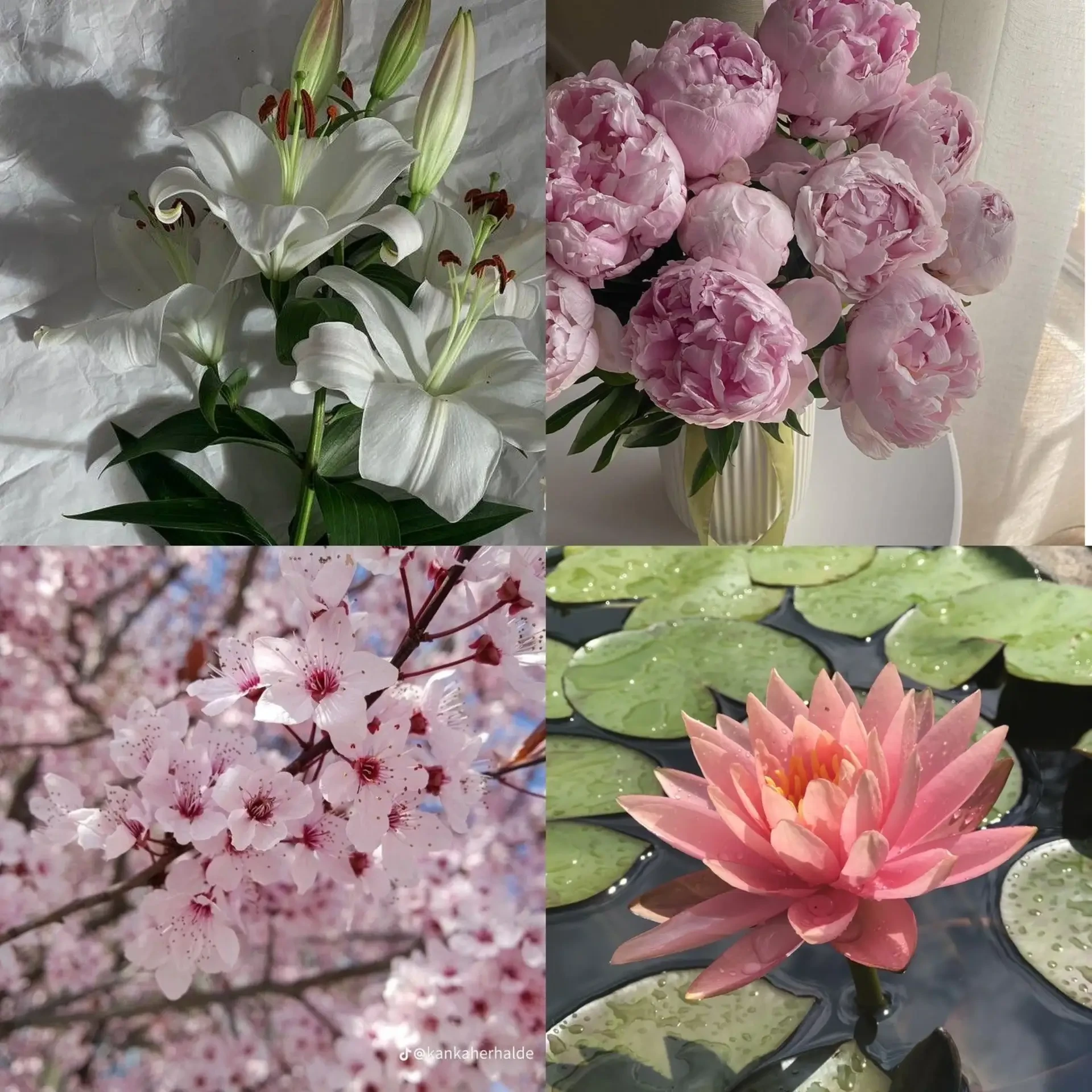 С каким цветком ты ассоциируешься у подруги? 🌿