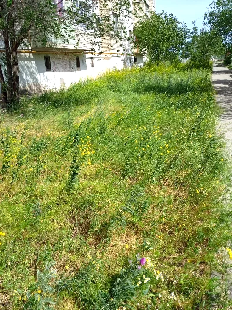 К новости «🌱 Ухоженные газоны и порядок во дворе!»