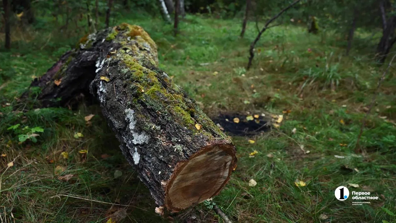 🌳 В Усть-Катаве вырос объем инвестиций в деревообработку