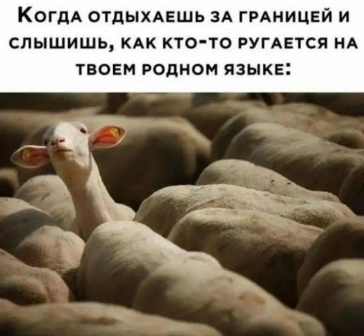 КУКУРУЗА 🌽