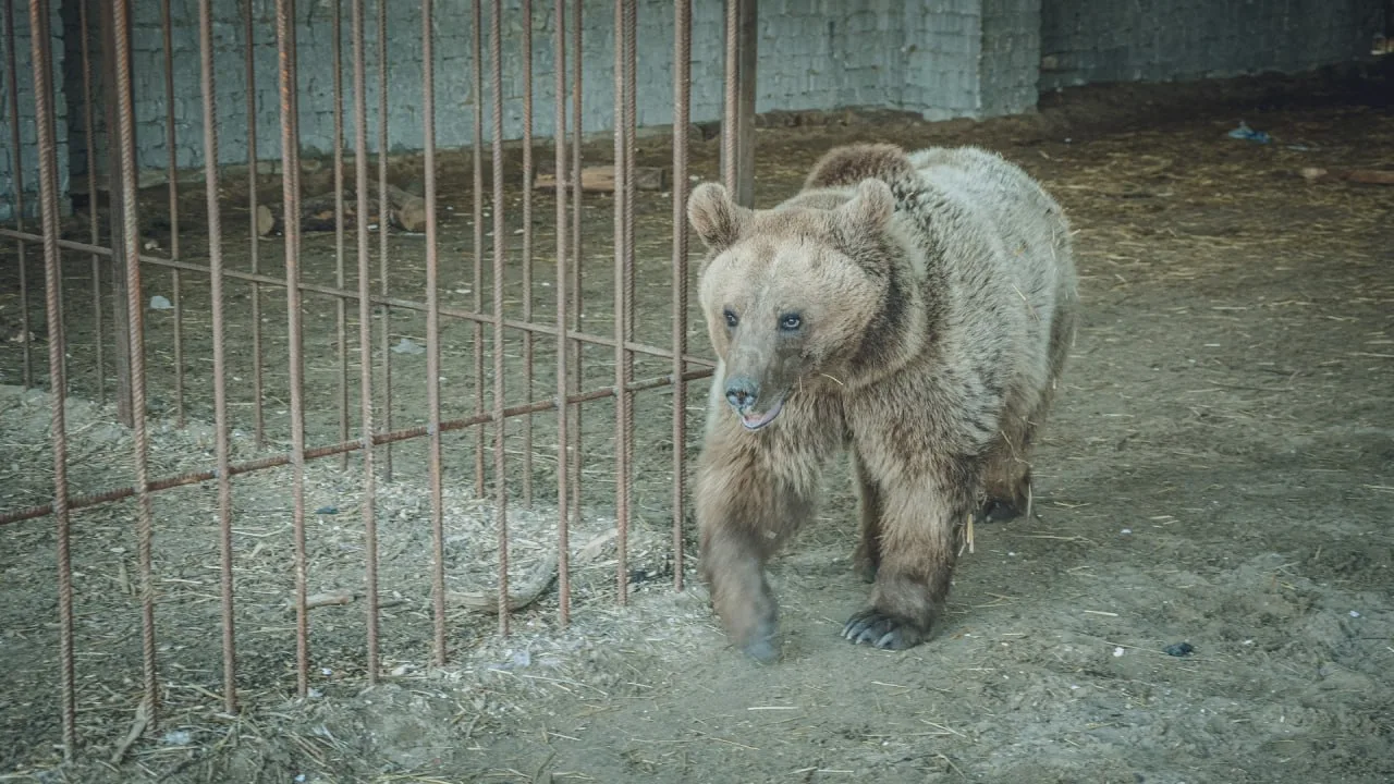 В Свердловской области участились выходы медведей к людям: минприроды региона выпустило...