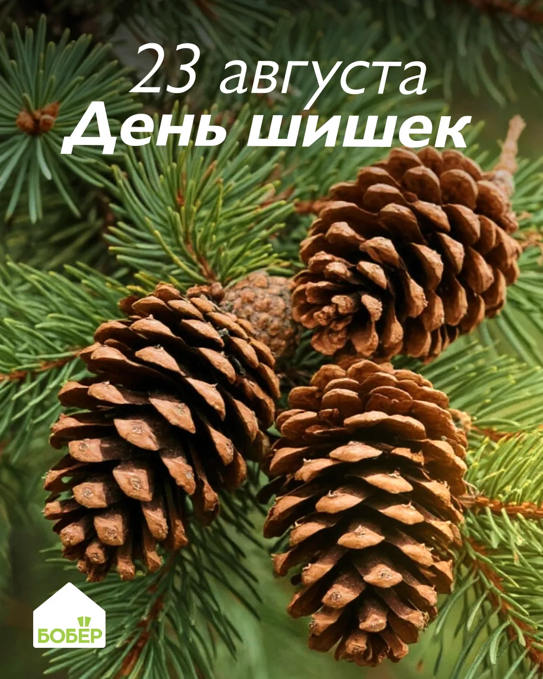 23 августа отмечается День шишек! 🐿