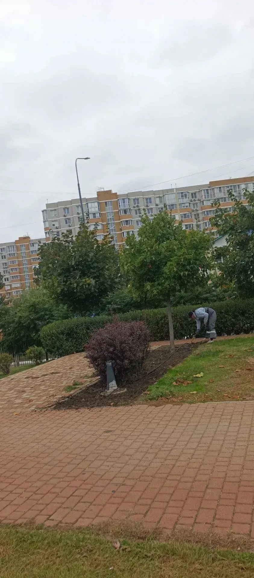 Произведена стрижка кустов:1/3-9,10,11к.