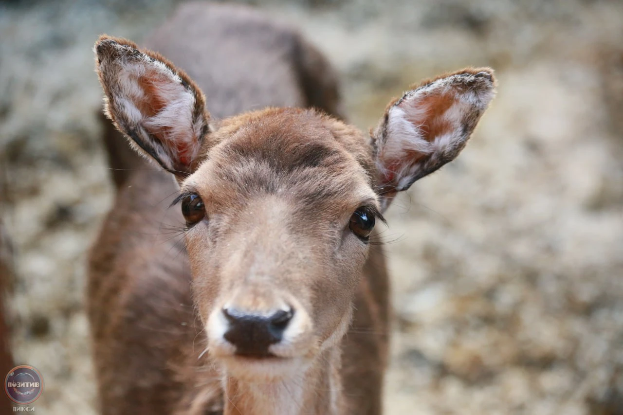Не дайте своему шансу ускакать! 🦌