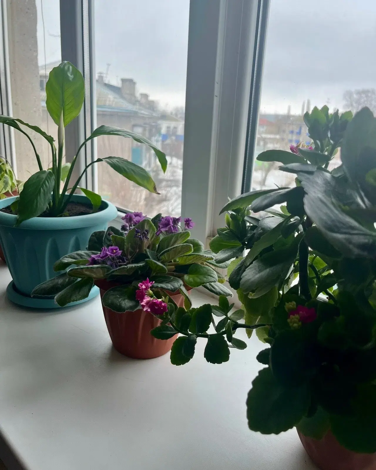 🌱🌹 Ябай ысул — һәм гөлдәрегеҙ сәләмәт!