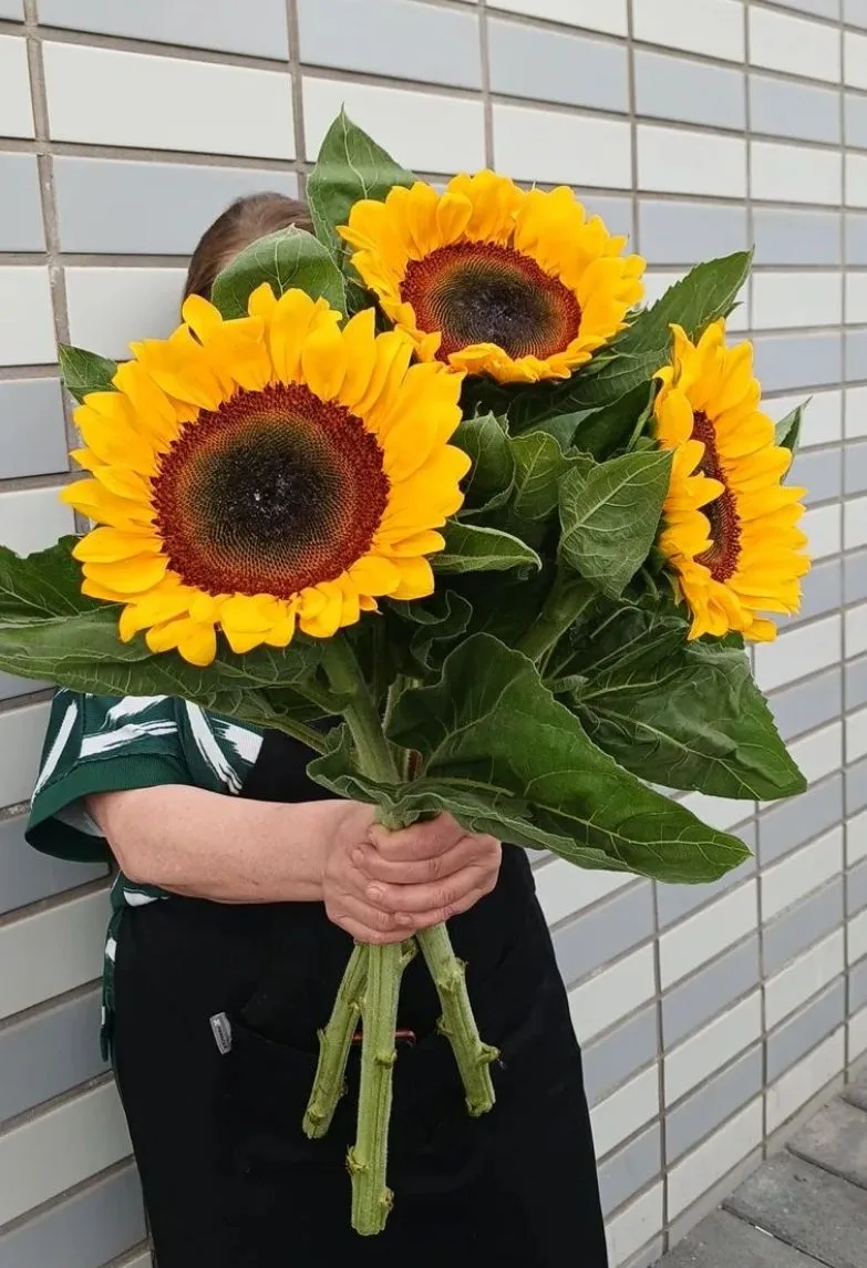 ☀️ Легенда о подсолнухе: цветок, который умеет любить 💛