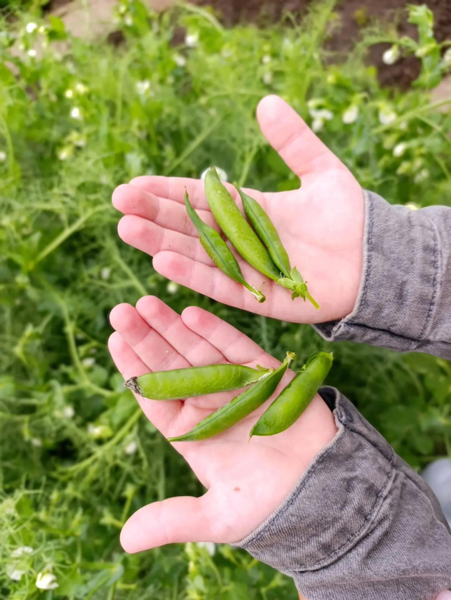 🌱 Агротруд: щедрый урожай и добрые дела!
Ребята из группы «Казачата» потрудились на славу! На своём