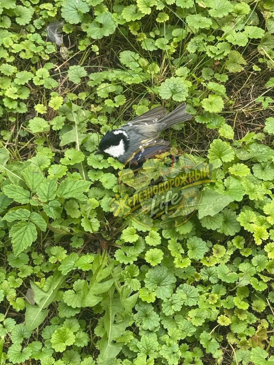 🐦 Что происходит в Железнодорожном? Улицы усыпаны мертвыми птицами...