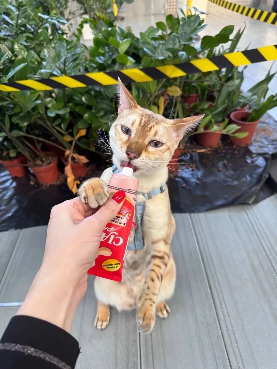 😸 Отвечаем на самые часто задаваемые вопросы о нашей функциональной пасте для вывода ш...