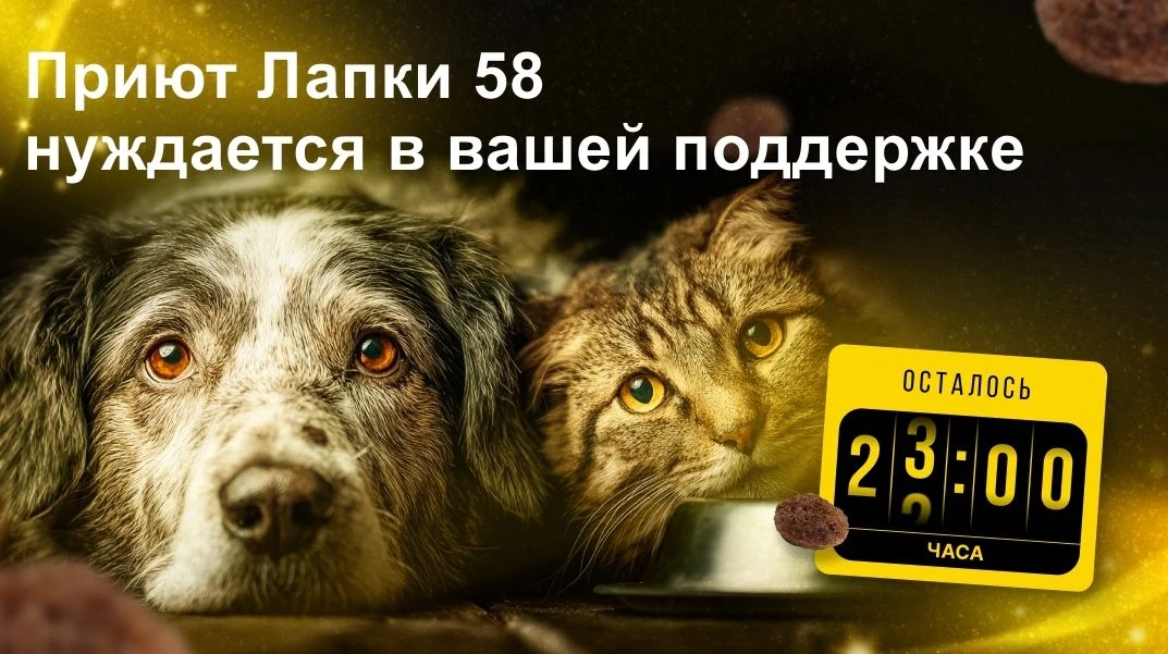 ‼️ Через 15 часов заканчивается «корзина помощи» для приюта "Лапки 58". В нашем приюте сейчас прожив