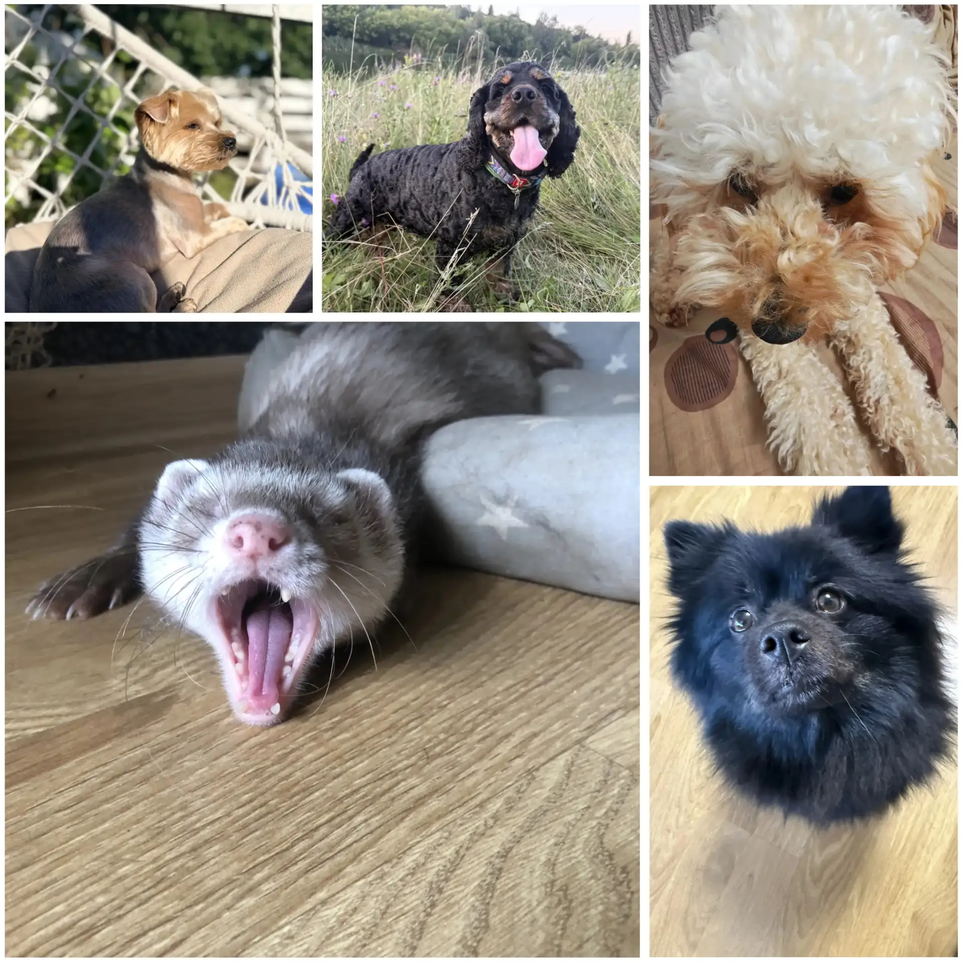 🐾 4 октября — Всемирный день защиты животных