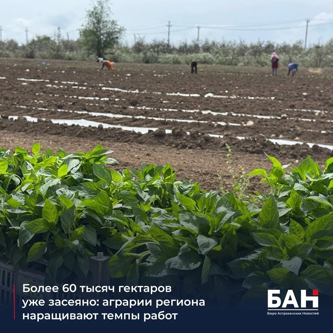 📌 В регионе продолжаются полевые работы. Уже засеяно свыше 60 тысяч гектаров: большую часть площаде