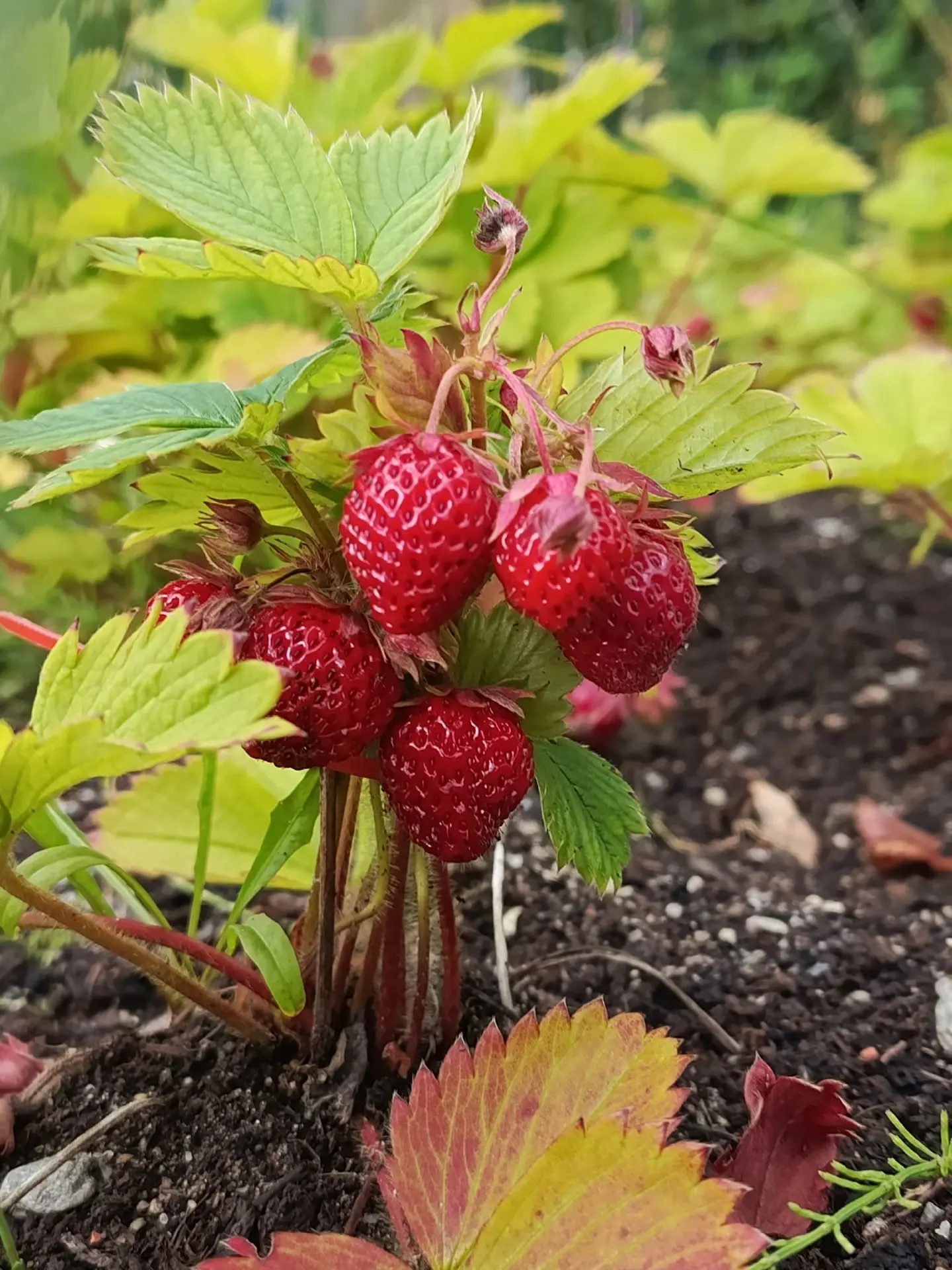 🍓 Август на Севере прекрасен!  Пока в сопках спеет черника, на учебно-опытных участках...