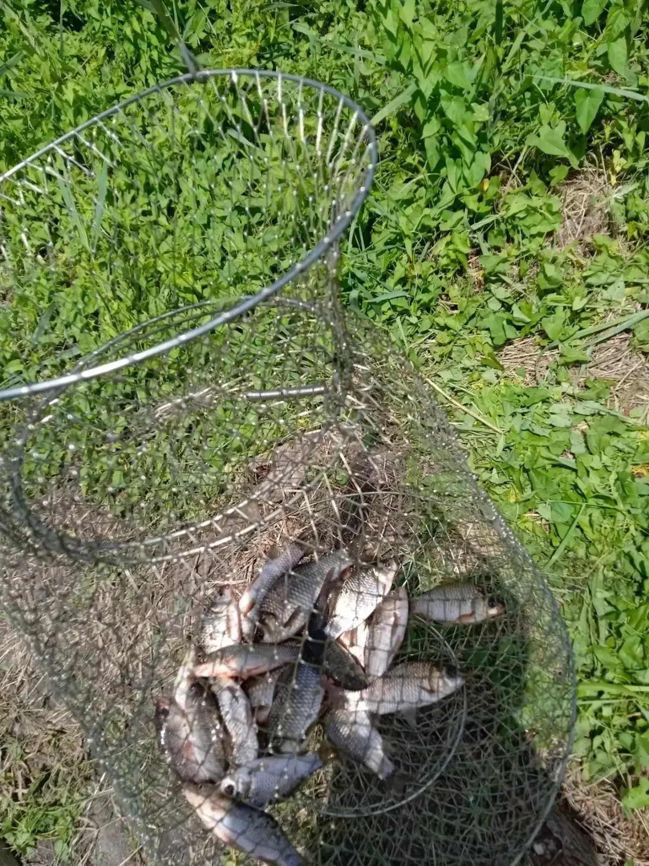 Река Понура Новотиторовка
👍🐠