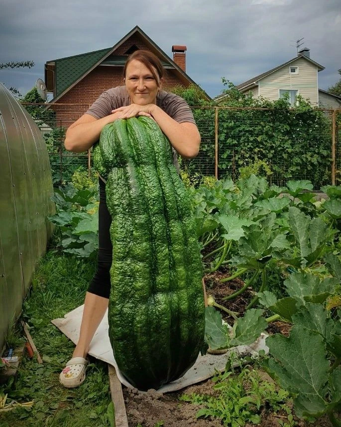 🥬Кабачок‑гигант: чуть‑чуть до рекорда!😱