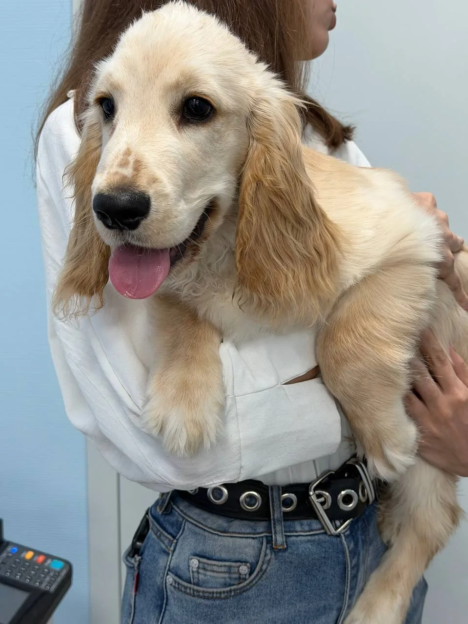 🐶 К нам сегодня забежал неожиданный гость — спаниель