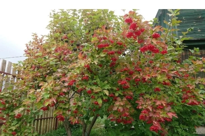 Утлы балан
