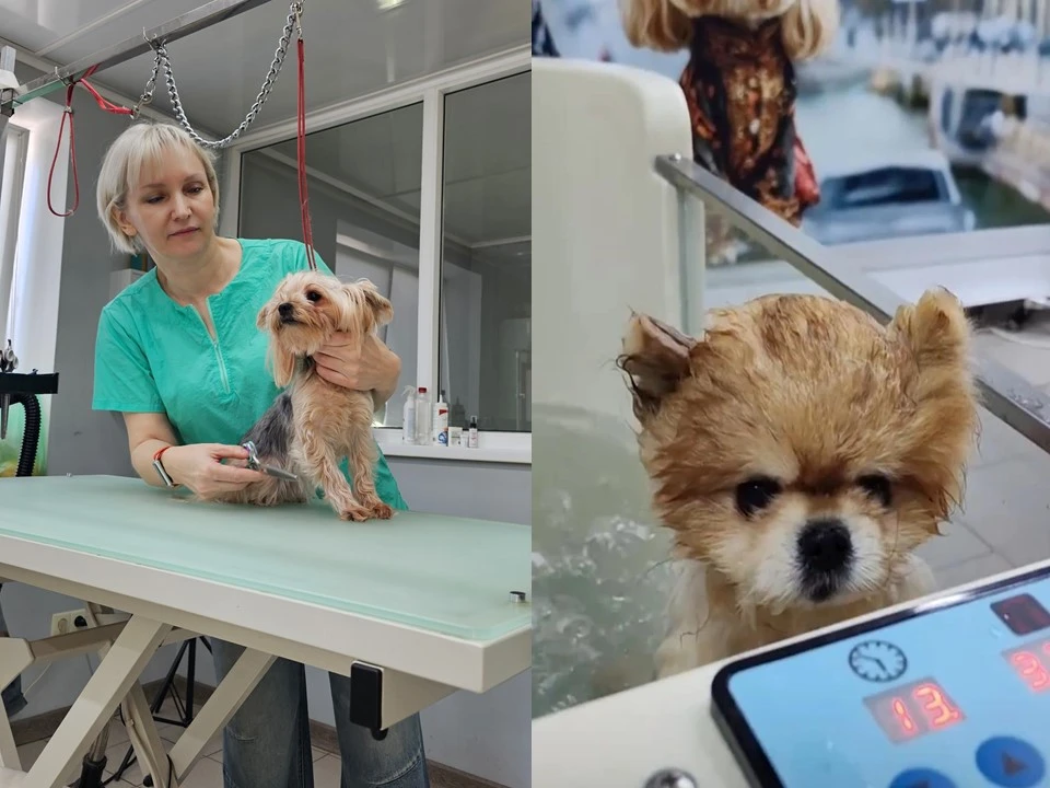 От любви к животным — к собственному бизнесу: история Светланы из Энгельса