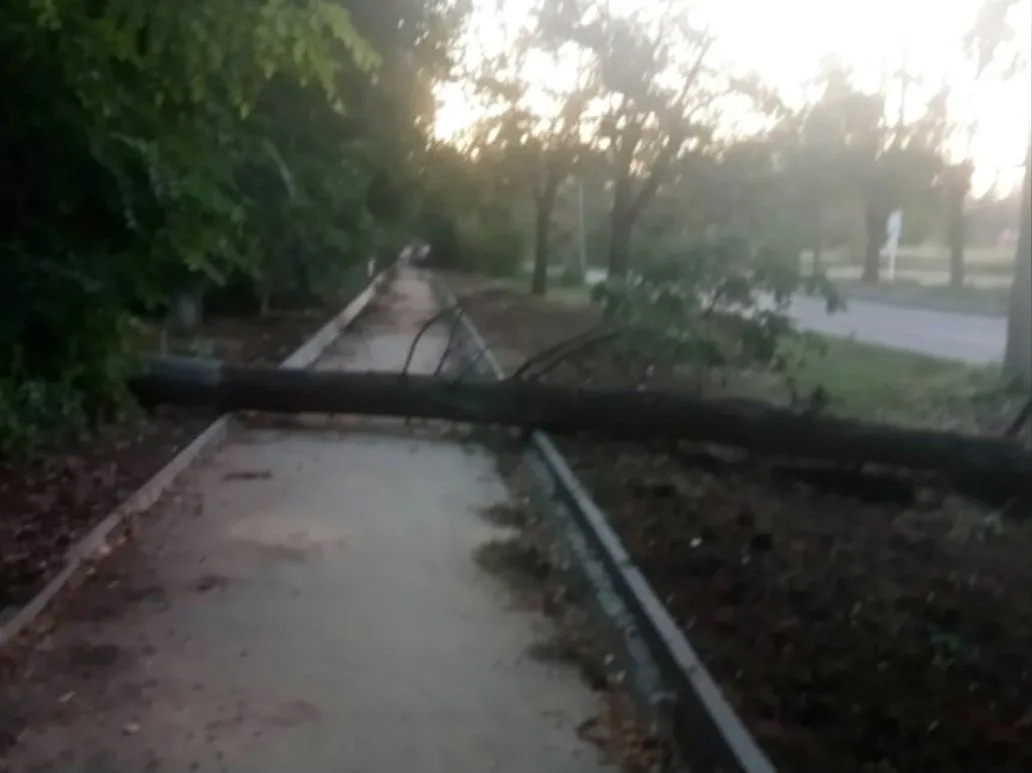 👀На улице Пушкина в городе Волжском произошло падение дерева.

О данном происшествии пользователи с