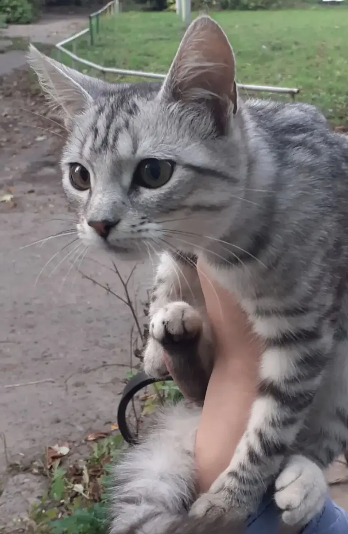 Домашняя кошечка на улице!
