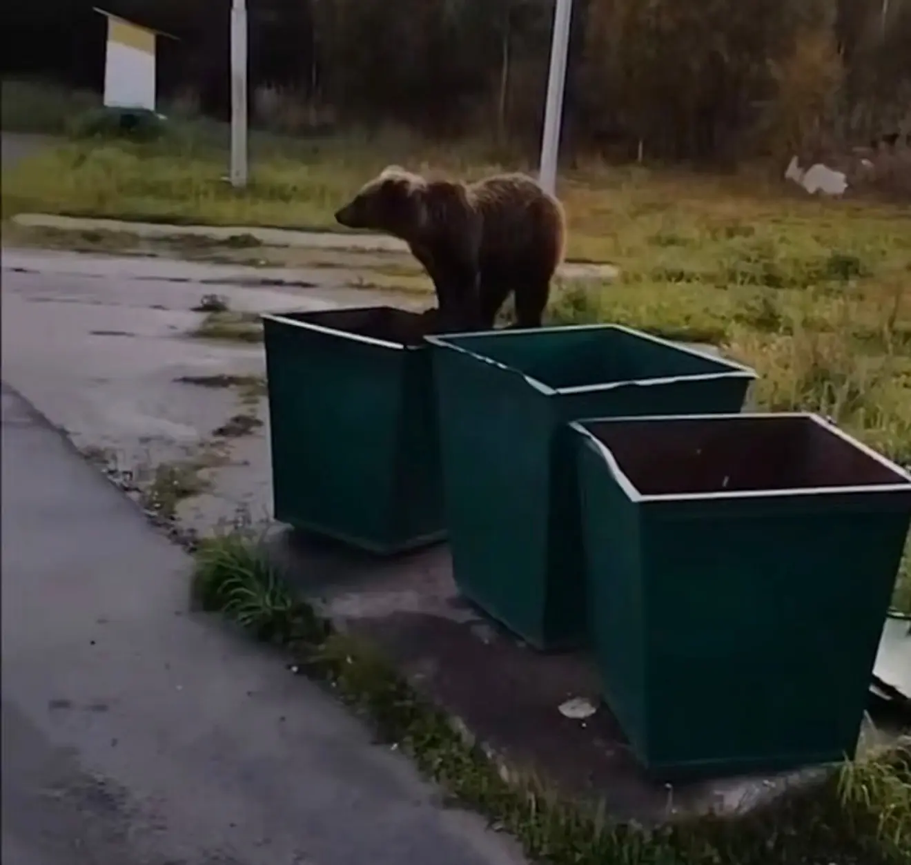 🐻 Маленькие медведи ищут еду рядом с людьми в ХМАО