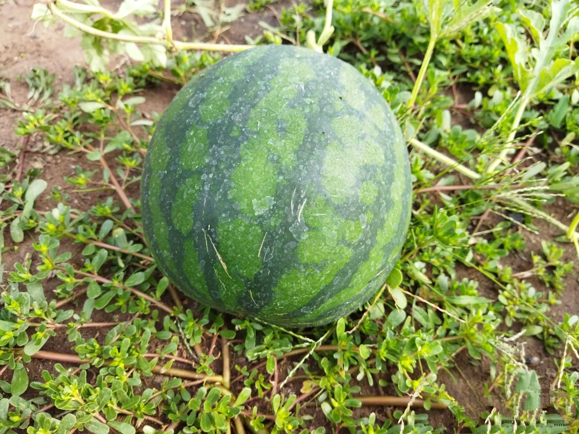 Арбуз, успеваем вырастить на даче🍉