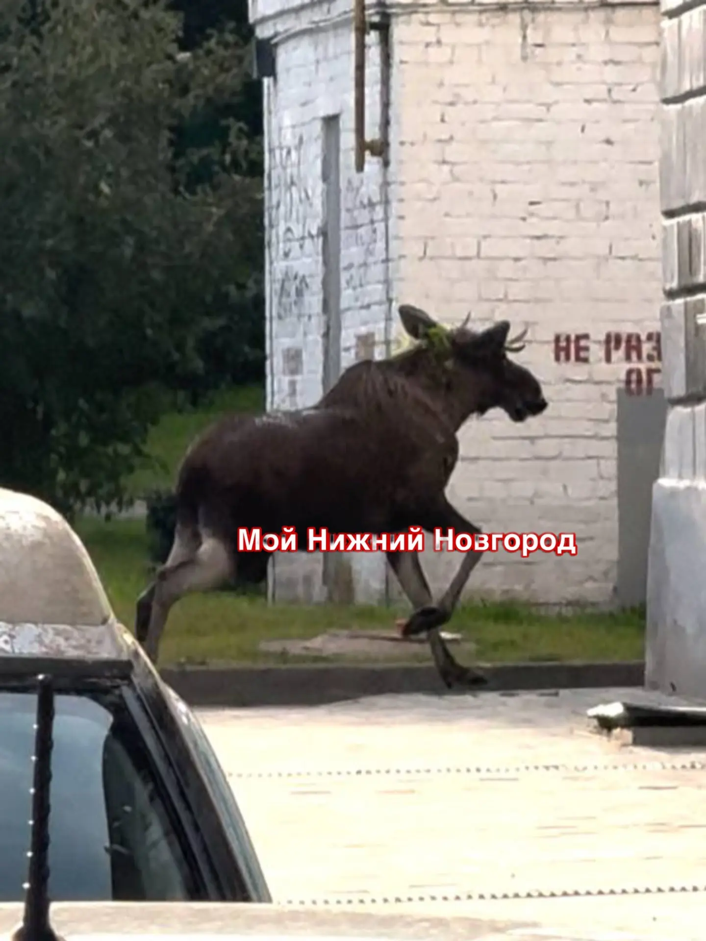 🫎Будьте осторожны! В Сормове около сквера им. Н.Жаркова заметили крупного лося.