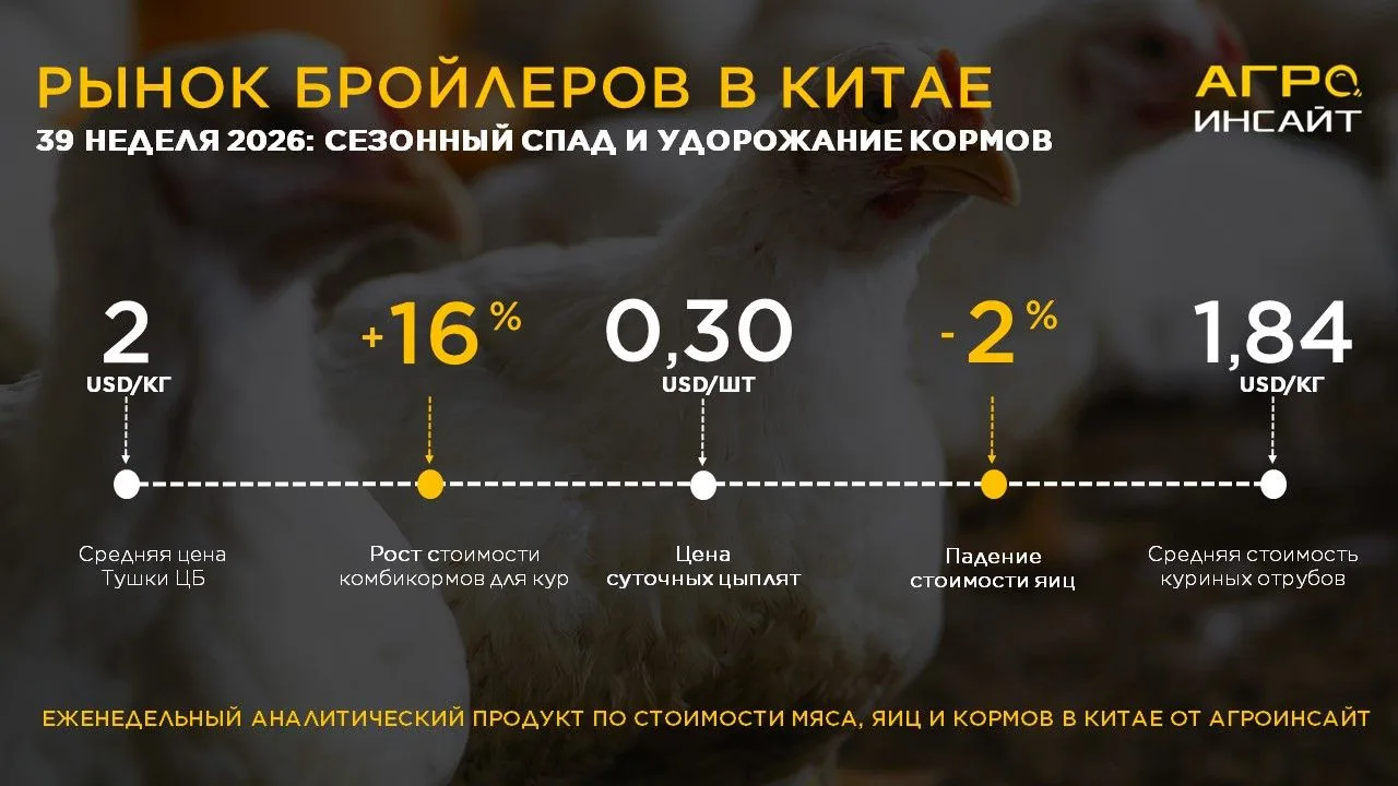 Рынок бройлеров в Китае, 39 неделя 2026: сезонный спад и удорожание кормов