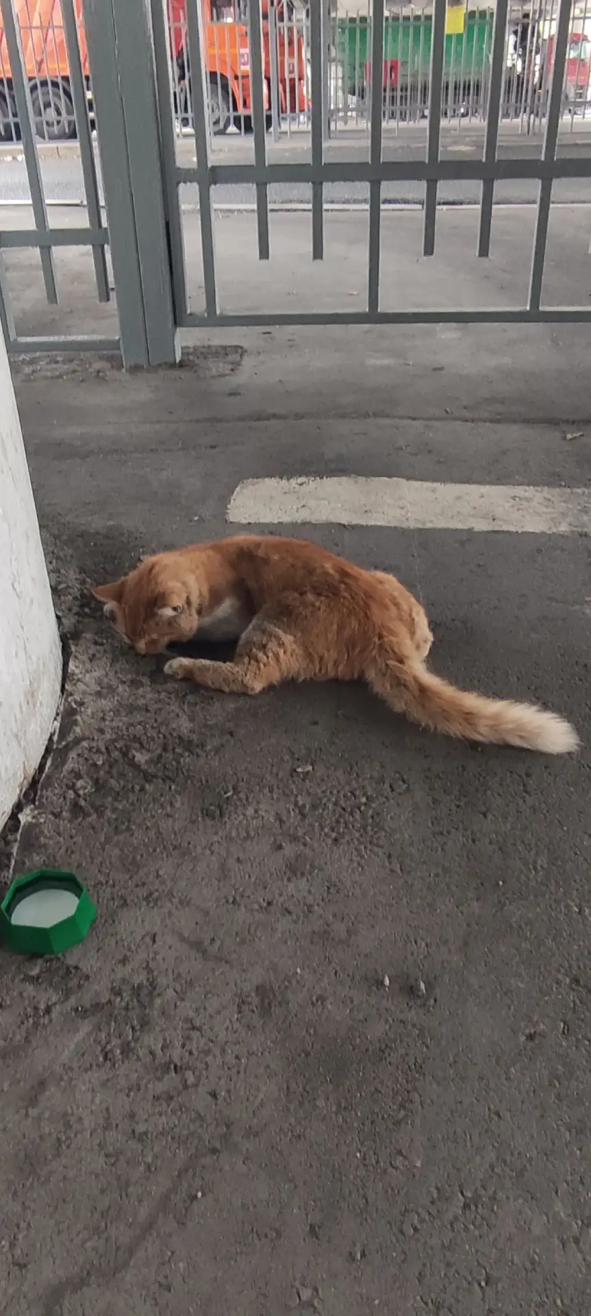 Всем доброго дня! На стоянку техники приполз рыжий кот, видимо после встречи с автомоби...
