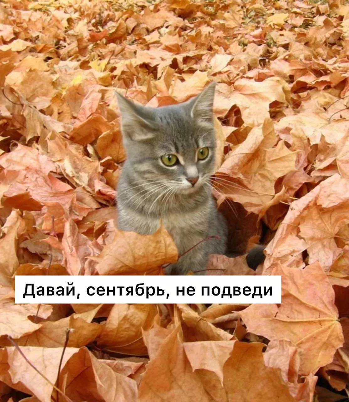 1 сентября в Подольске будет тепло, — синоптики