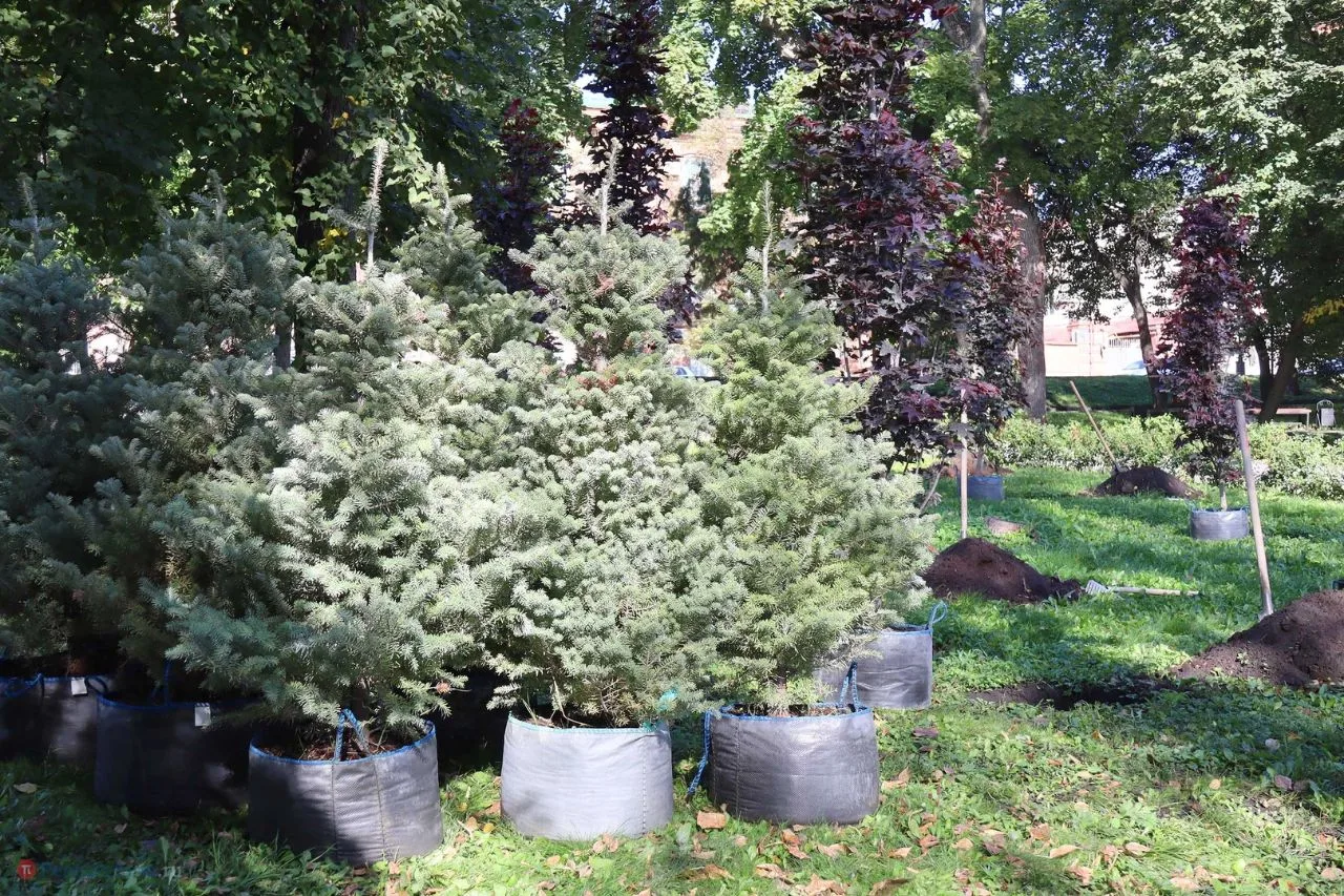 7 сентября в Лермонтовском сквере Пензы высадили 150 кустов можжевельника, 45 елей, 40 ...