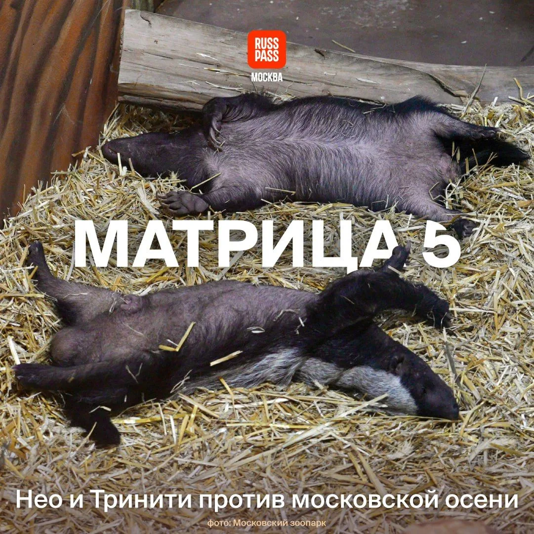 💤 Сбой в матрице у обитателей Московского зоопарка: за окном холодает, поэтому Нео и Т...