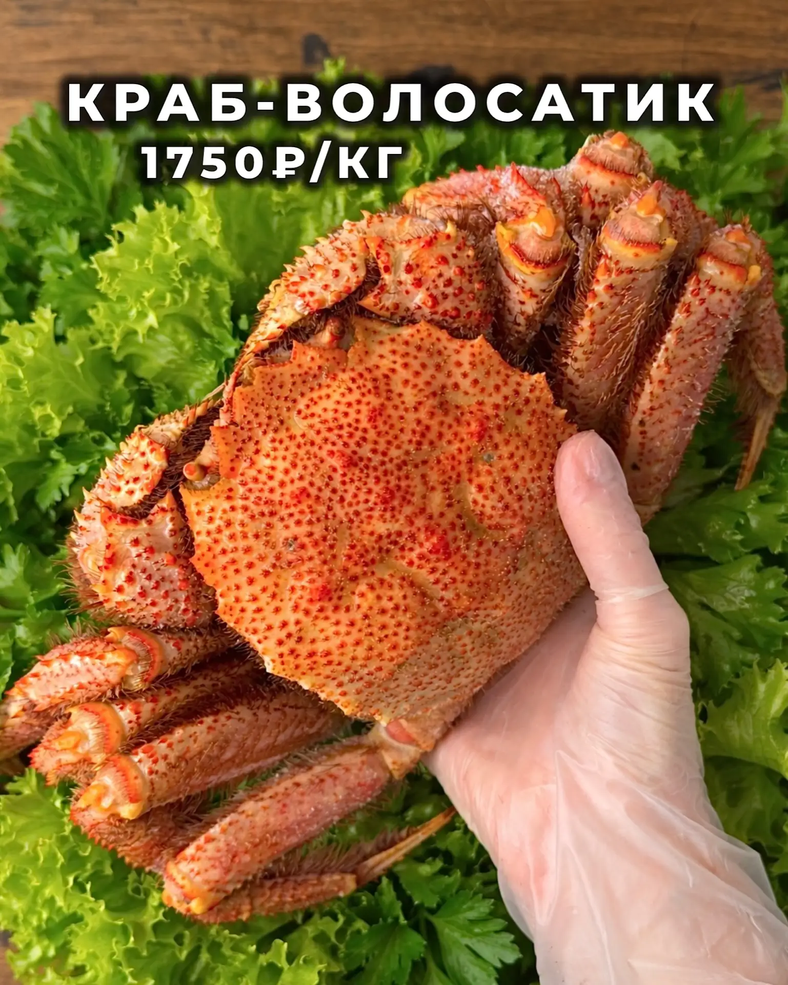 ПРИВЕТСТВУЕМ СВЕЖУЮ ПАРТИЮ... КРАБОВ-волосатиков 🦀 Прямиком с Дальнего Востока ✨  У него нежное, оче