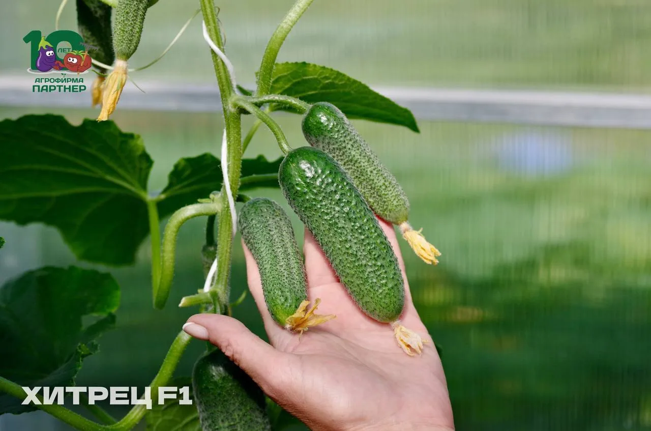 🥒 Огурцы для второго оборота — свежий урожай до октября!

🔄  Уверены, многие из вас уже попробовал