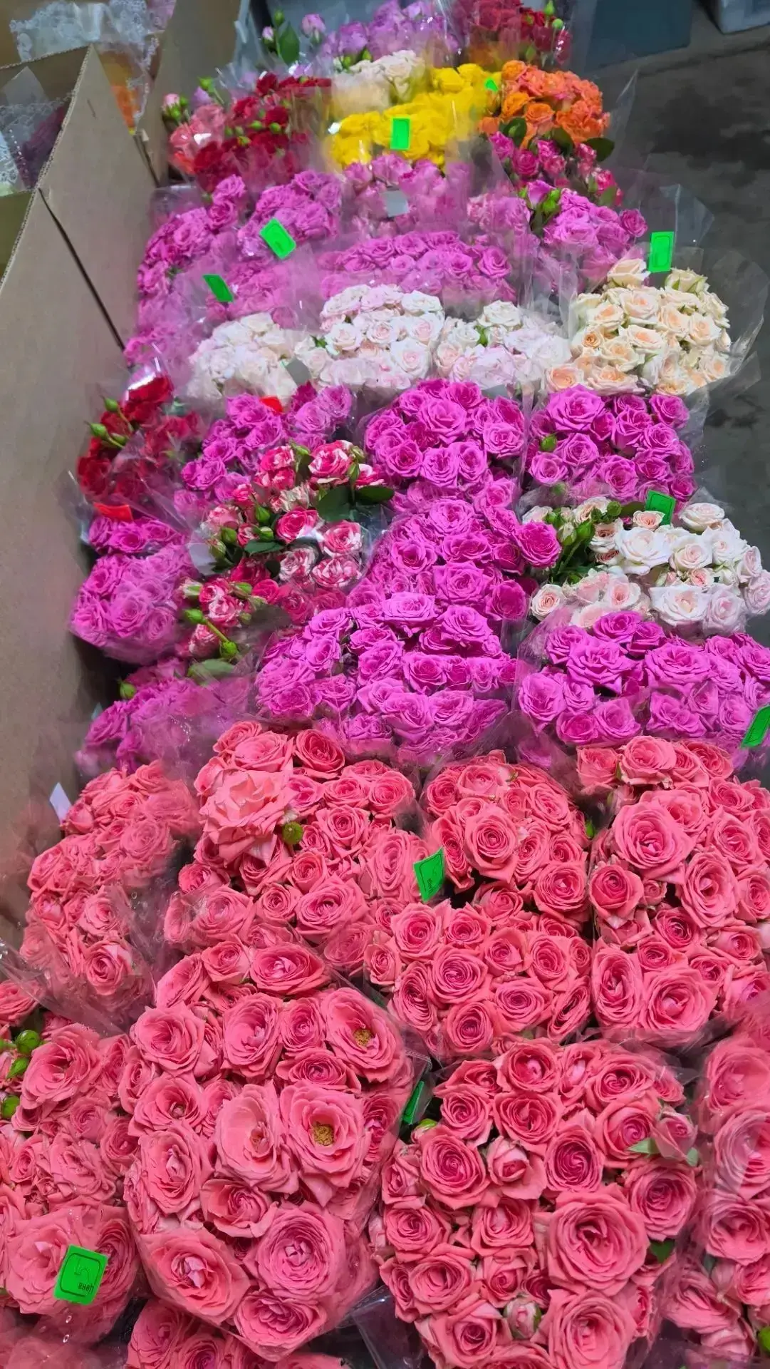 Кустовая Роза 190₽