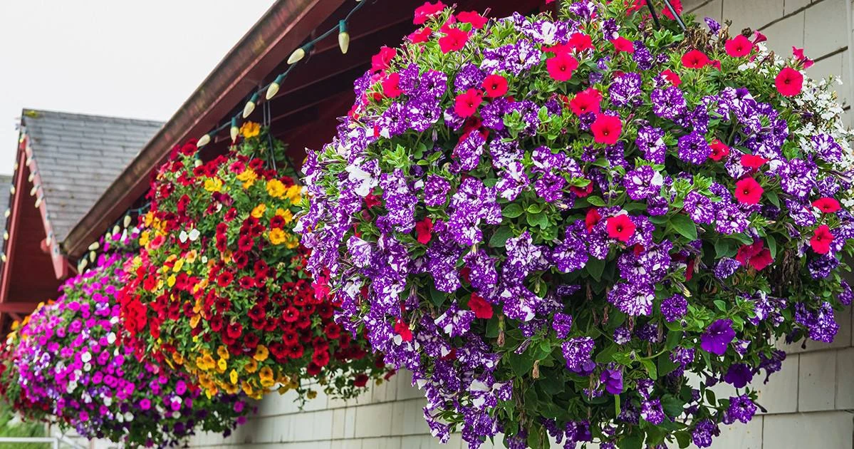Лучшие растения для кашпо 🍀

🔆 Петуния — одно из самых эффектных растений для кашпо. Она имеет оче