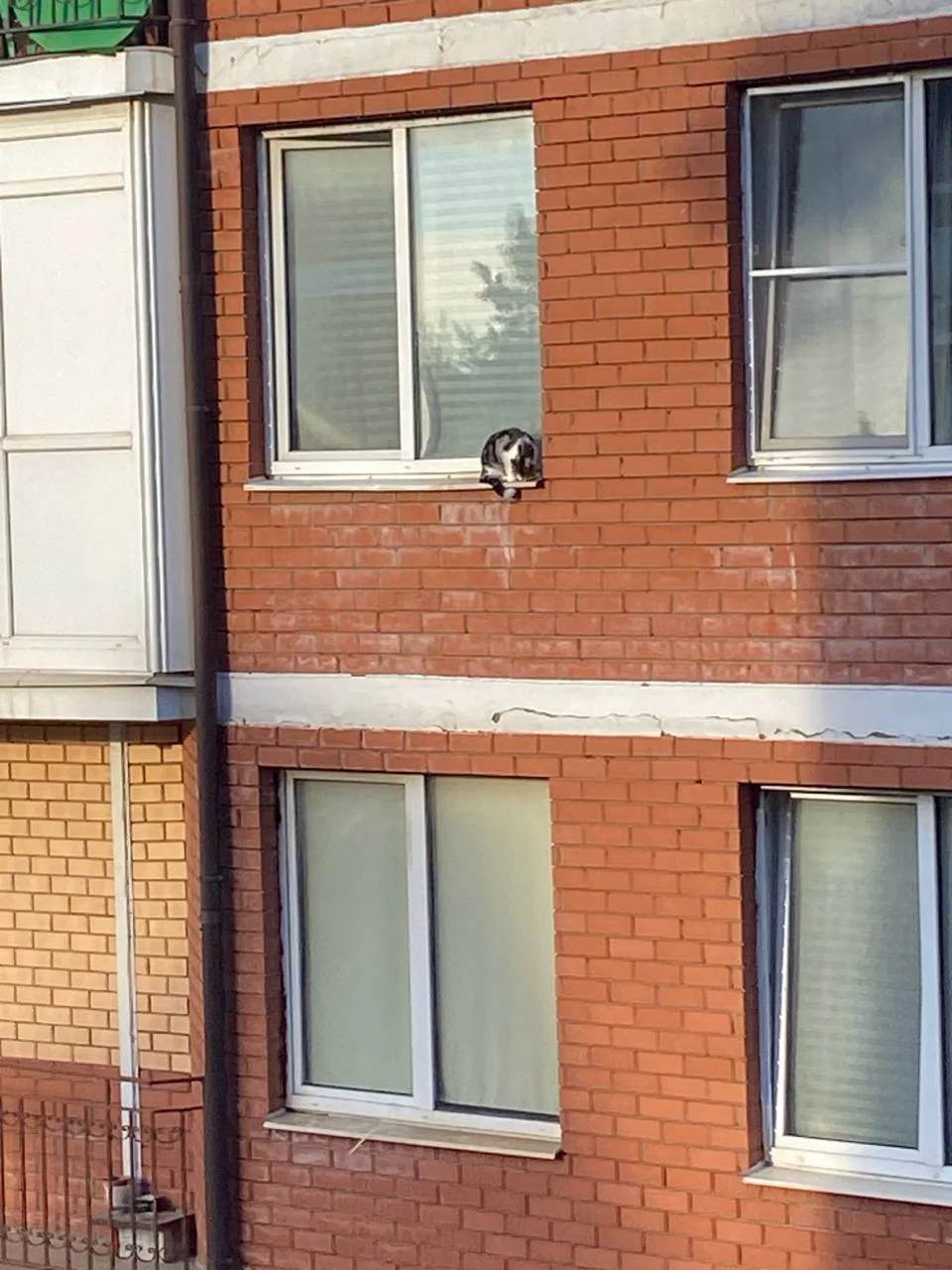 😱 Котик сидит на узком подоконнике снаружи окна в ЖК «Рублёвский».