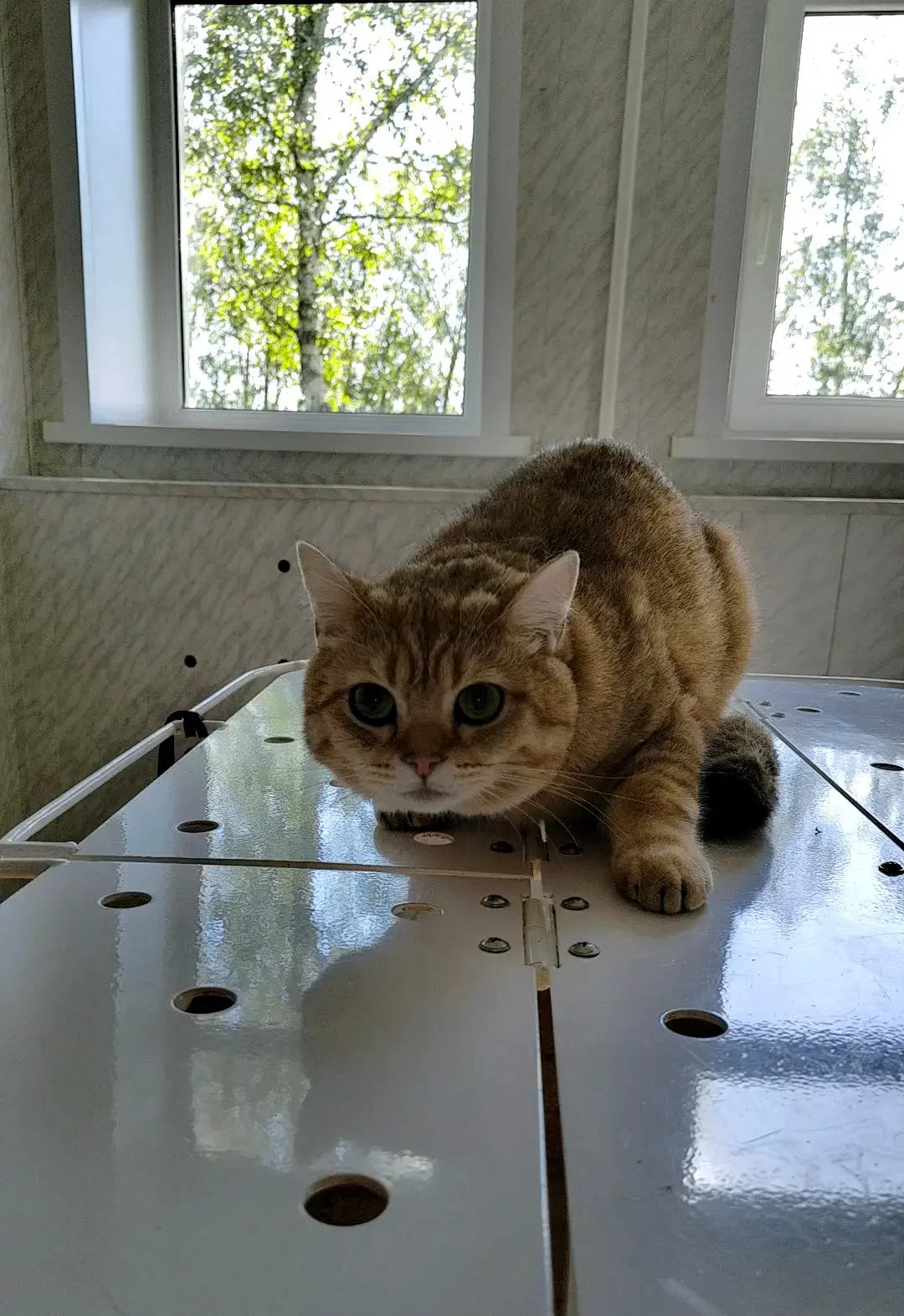 Почему нельзя ставить диагноз питомцу самостоятельно?