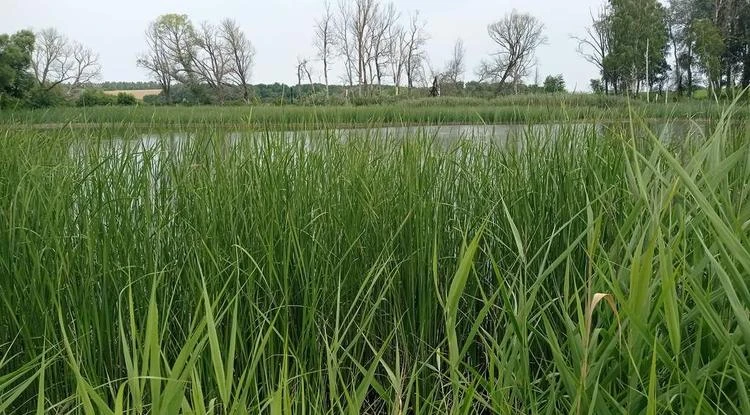 ❗️ Прокуратура Белгородского округа проведёт проверку по факту массовой гибели рыбы в С...