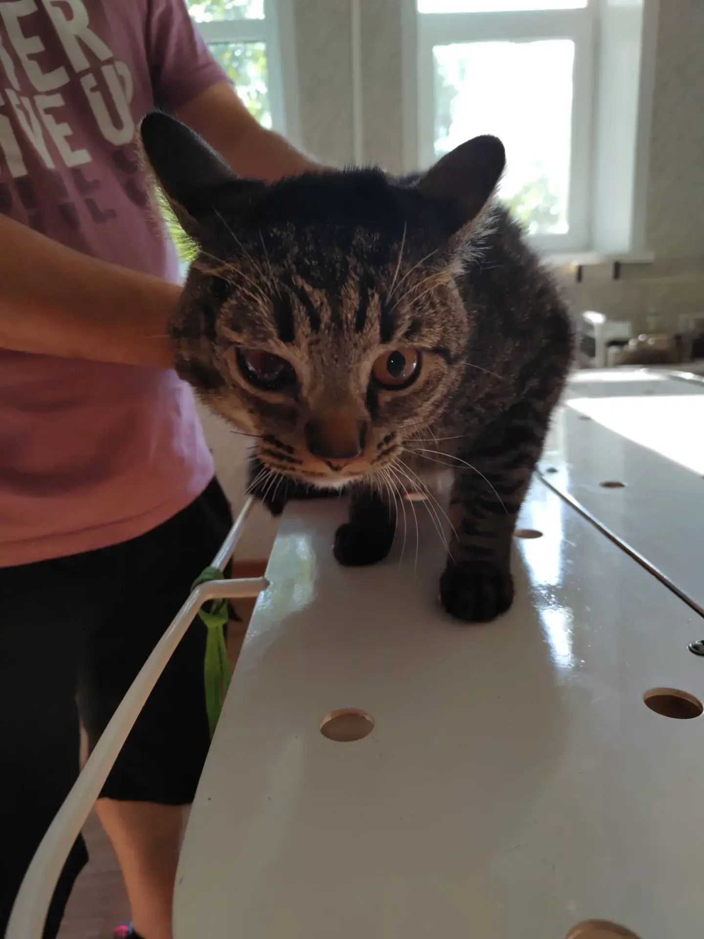 🐱 У кота — хорошая динамика после травмы глаза! 💛К нам в ТОГБУ «Староюрьевская райСББ...