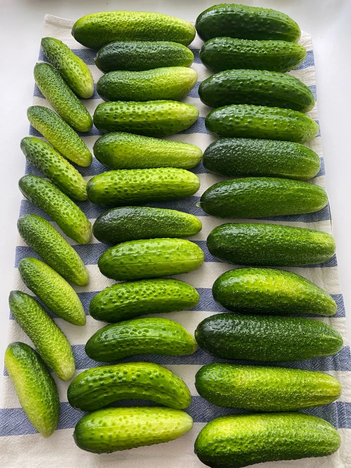 Огурцы «пошли» 🥒 и лента пестрит от разнообразия «баночек» и маринадов

Поделюсь и я своими - прове