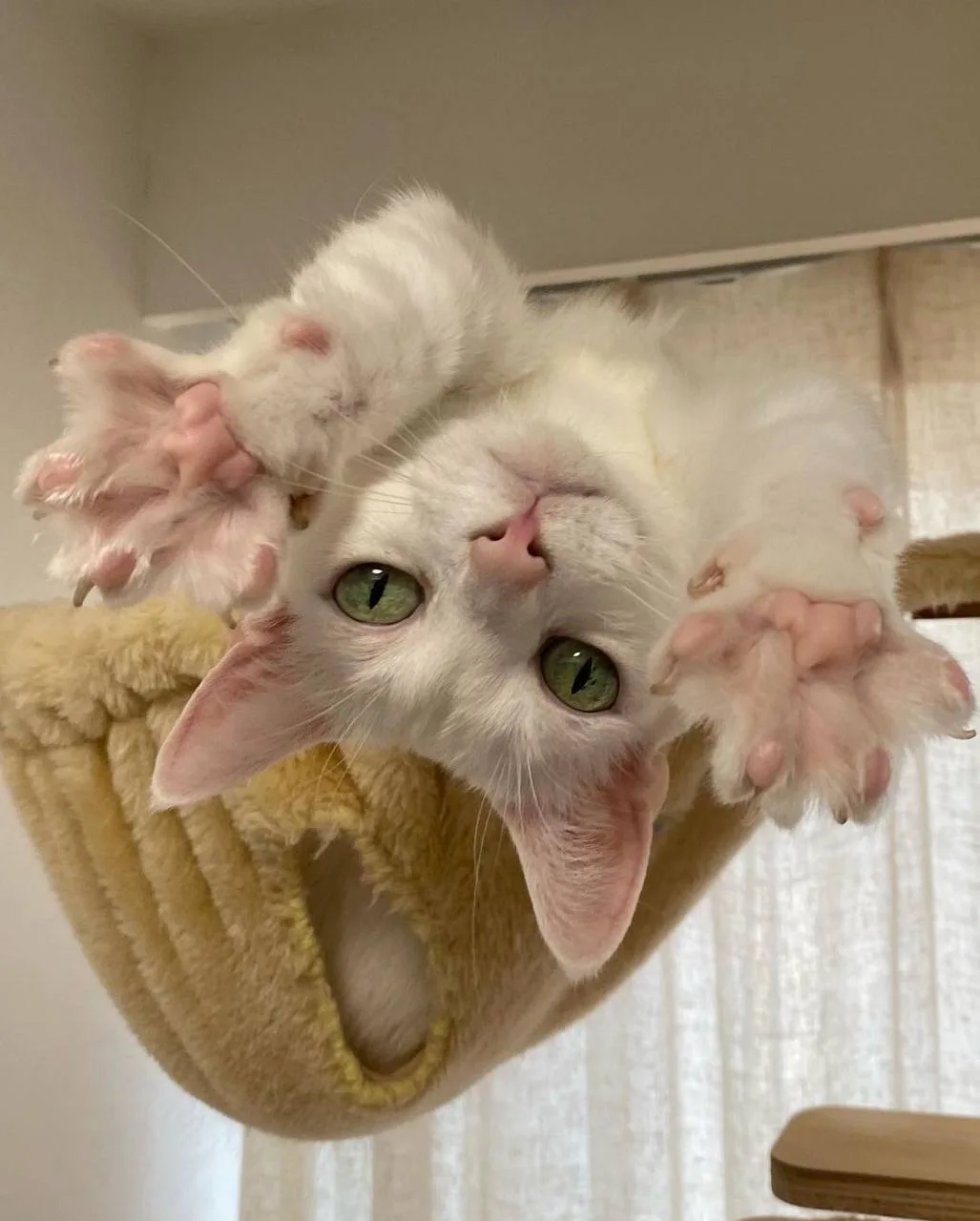 Котофакт дня 🐾

Мурлыканье кота — не просто признак удовольствия 😌

Они мурлыкают на частоте 20–14