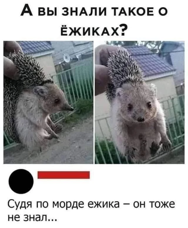 Дайте рыбов!
