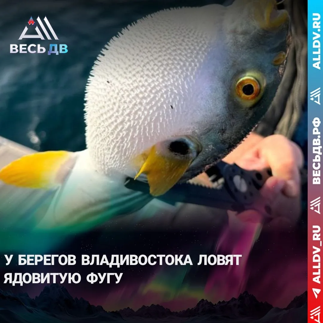Фугу заполонила воды Владивостока

В Приморье из-за тёплых течений начали ловить ядовитую тропическу