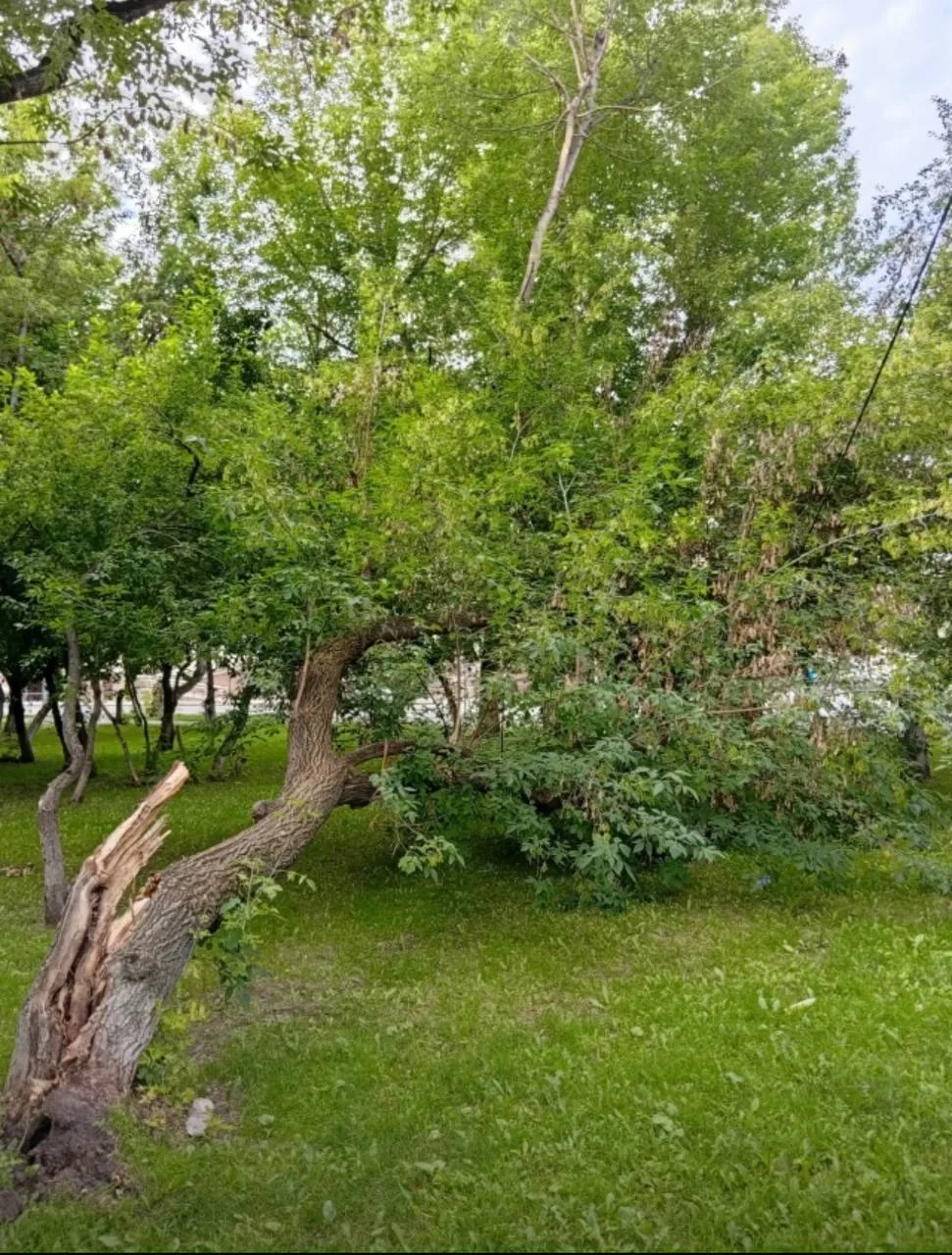 На Механической, 27 дерево упало прямо на провода

Теперь жители думают, что им скоро отключат элект